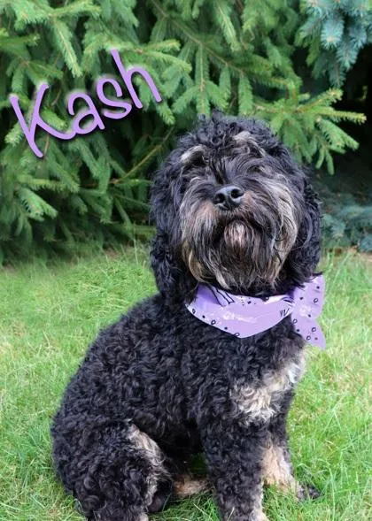 Kash thumbnail 2