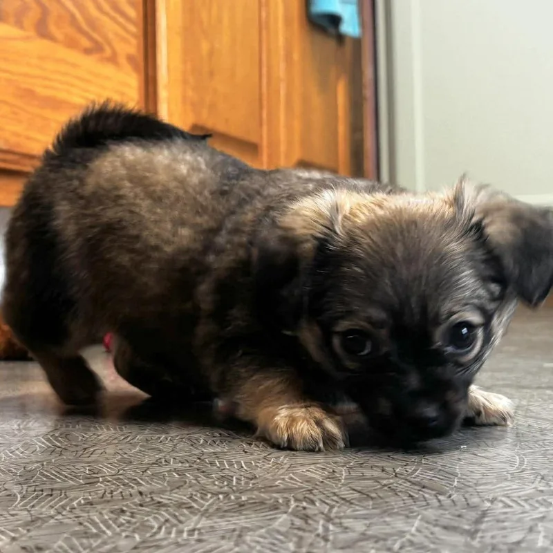 A baby small-sized female Brindle Pekingese dog named Princess for adoption in West Richland, WA