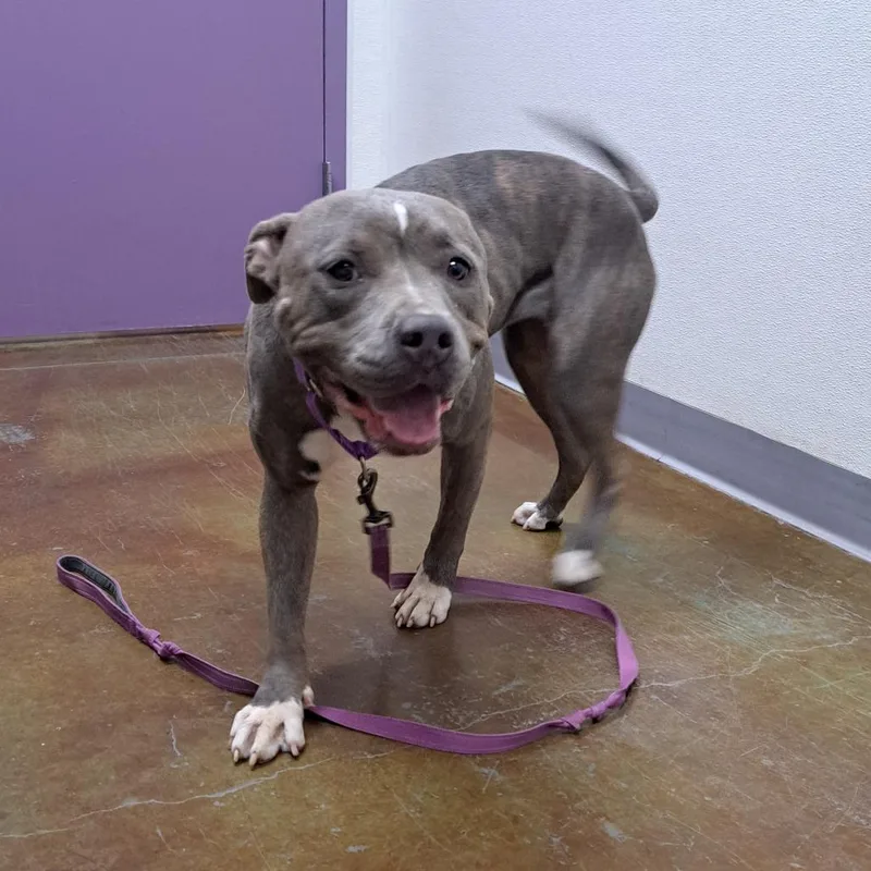 An adult medium-sized female Brown / Chocolate Pit Bull Terrier dog named Tilly for adoption in Albuquerque, NM