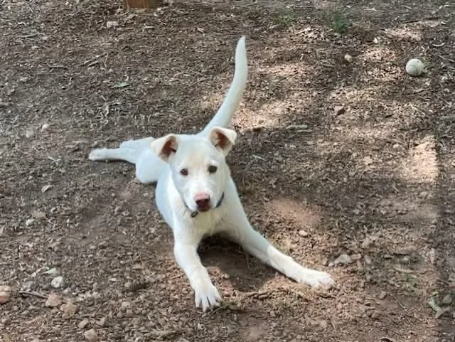 A baby medium-sized male Yellow Labrador Retriever dog named Chance for adoption in Newnan, GA