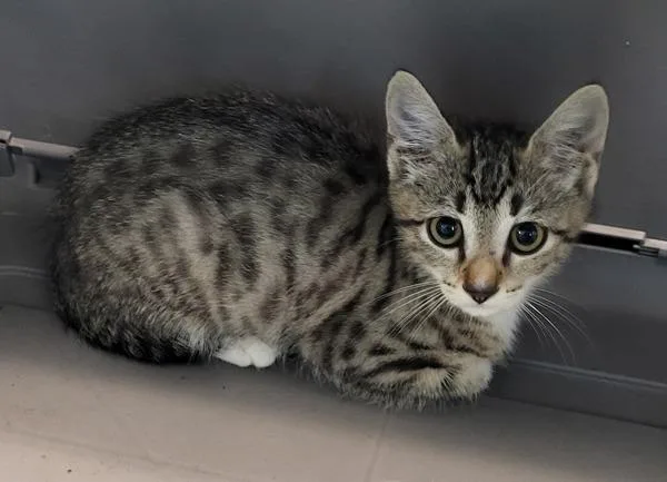 A baby small-sized male Domestic Short Hair cat named If for adoption in Lawrenceville, GA