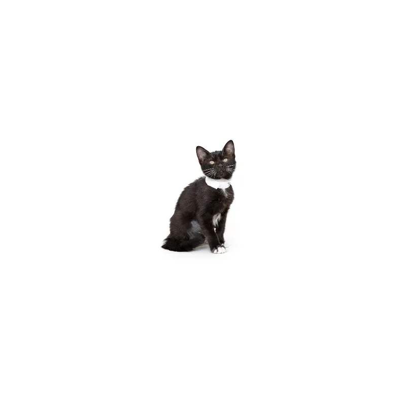 A baby small-sized female Black Domestic Short Hair cat named Tempera for adoption in Playa Vista, CA