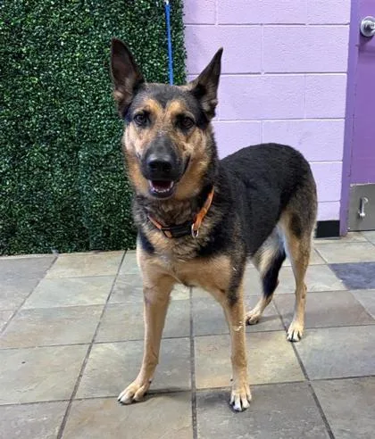 An adult extra large-sized female German Shepherd Dog dog named 61784950 for adoption in El Paso, TX