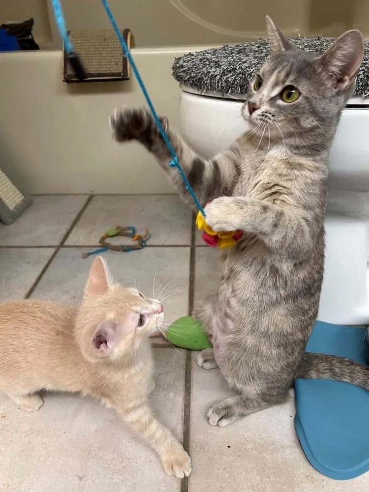 A young medium-sized female Domestic Short Hair cat named Gigi for adoption in Groveland, MA