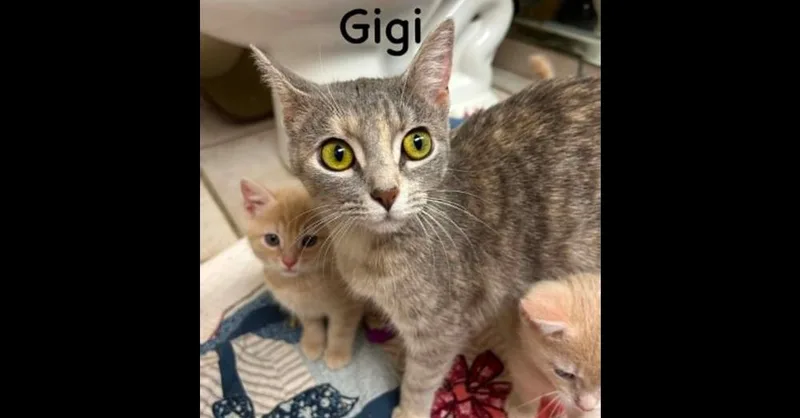 Gigi thumbnail 2