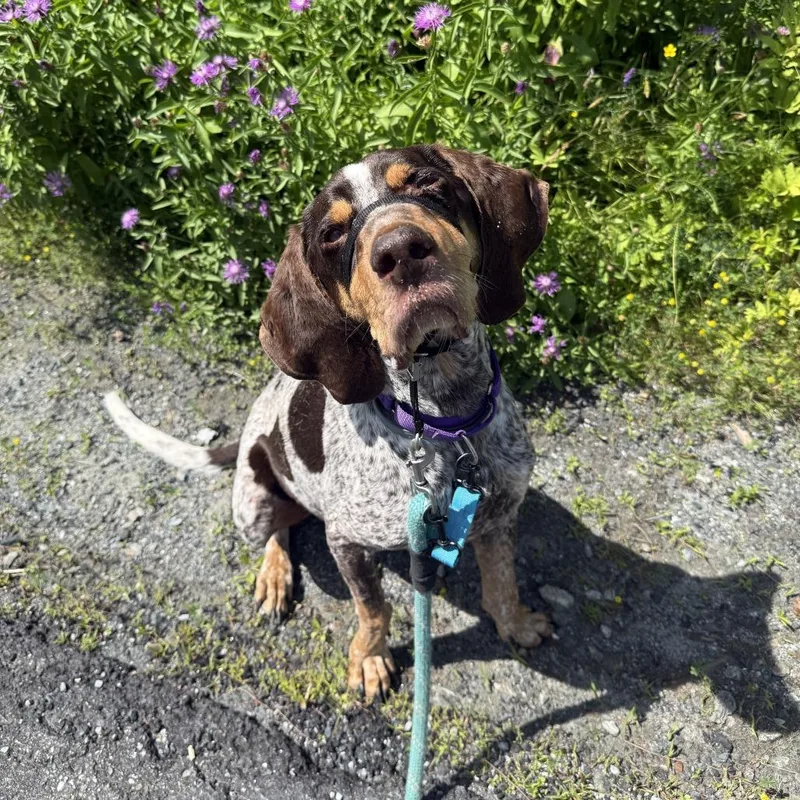 An adult large-sized male Brown / Chocolate Bluetick Coonhound dog named Mingus for adoption in Enfield, NH