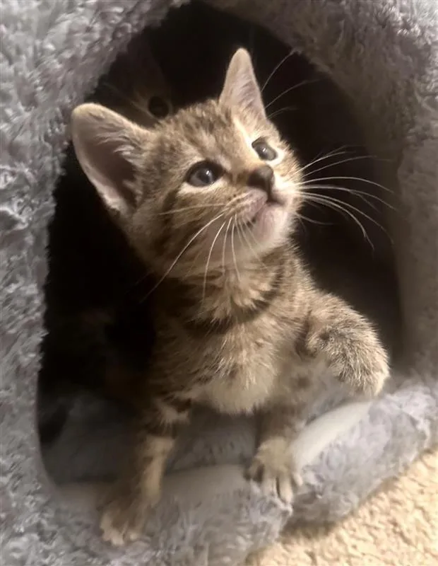 A baby small-sized female Domestic Short Hair cat named Lainey for adoption in Fayetteville, AR