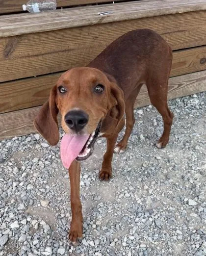 An adult medium-sized male Redbone Coonhound dog named Henry for adoption in Largo, FL