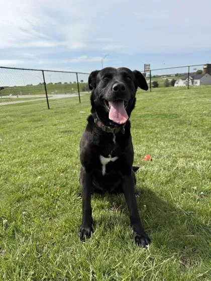 An adult medium-sized female Labrador Retriever dog named Tika for adoption in Mount Pleasant, IA