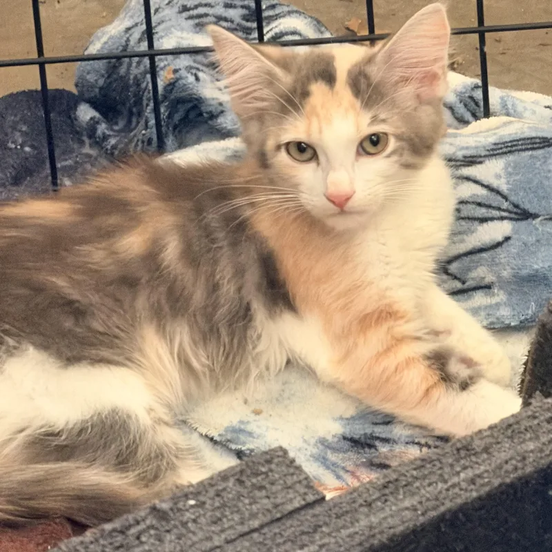 A baby medium-sized female Dilute Calico Domestic Long Hair cat named Victoria for adoption in Norco, CA