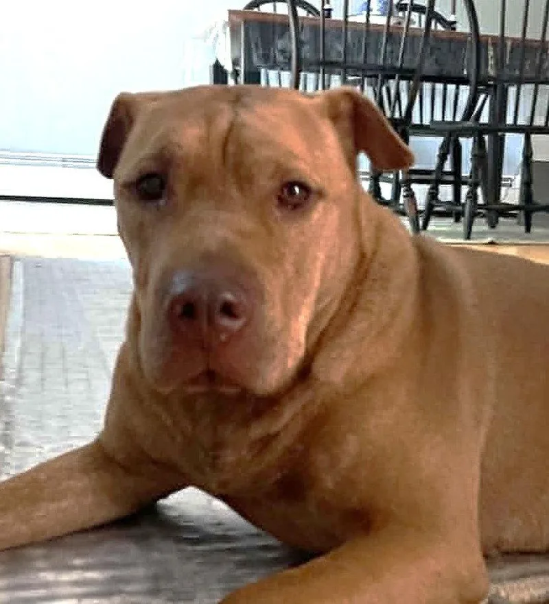 An adult medium-sized female Shar-Pei dog named Mila for adoption in Bloomfield, CT