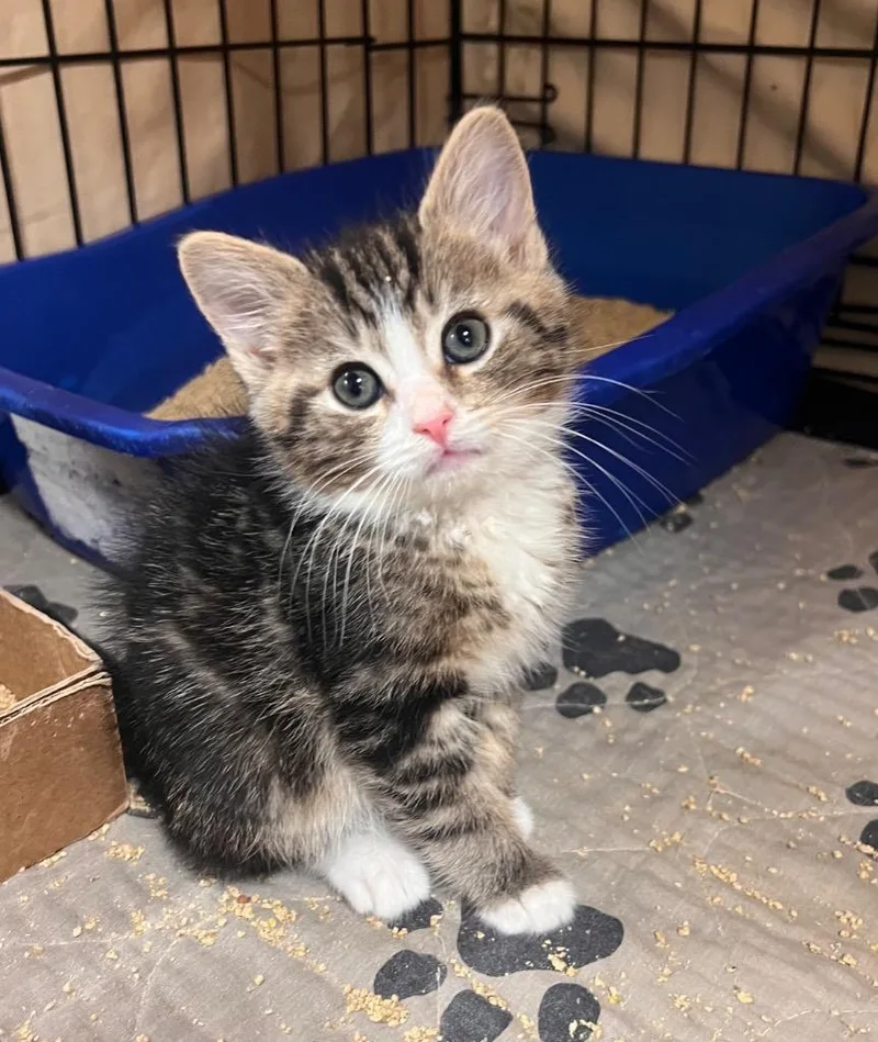A baby medium-sized male Tabby (Buff / Tan / Fawn) Tabby cat named Detective Beans for adoption in Mira Loma, CA