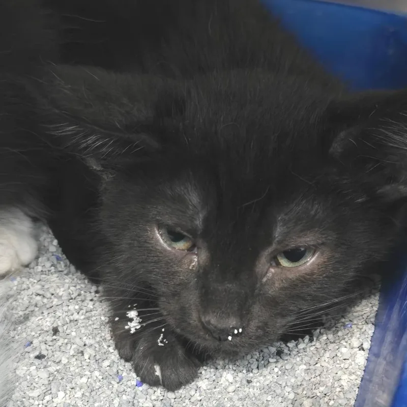 A baby small-sized male Black Domestic Short Hair cat named Tai for adoption in Fairmont, WV