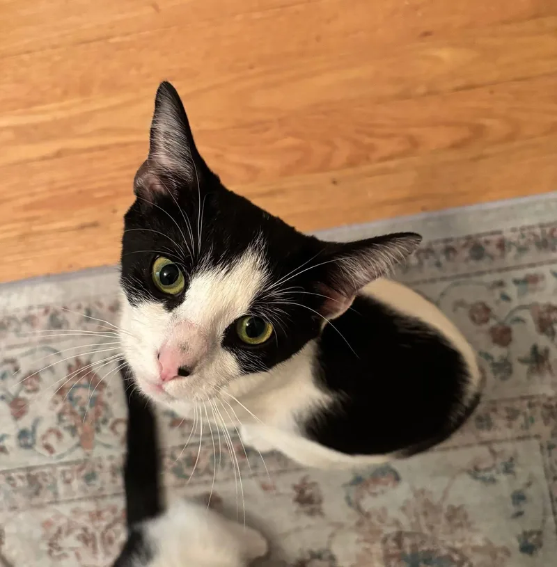 A young medium-sized female Black & White / Tuxedo Domestic Short Hair cat named Trix for adoption in Enfield, CT