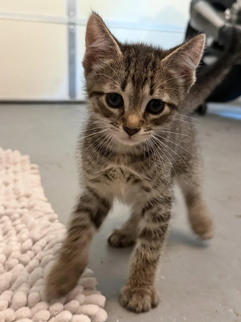 A young medium-sized male Domestic Short Hair cat named Nas for adoption in Rockville, MD