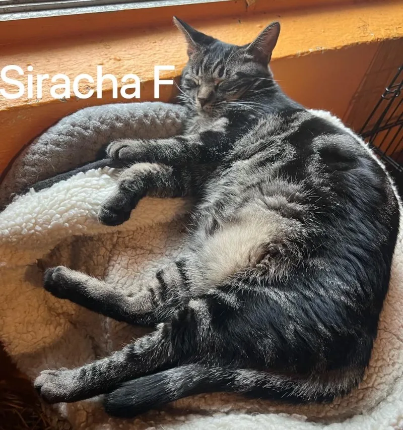 A young medium-sized female Domestic Short Hair cat named Sirracha for adoption in Marianna, FL