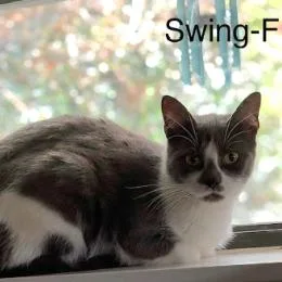An adult medium-sized female Gray / Blue / Silver Domestic Short Hair cat named Swing for adoption in Calverton, NY