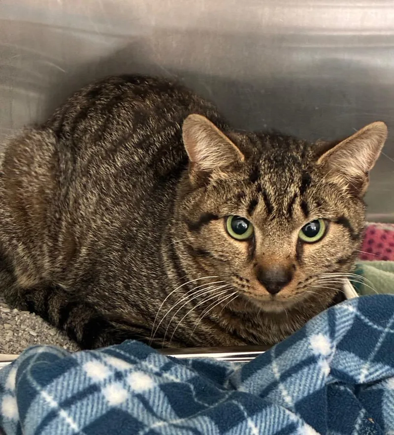 A young medium-sized male Domestic Short Hair cat named Toaster for adoption in Hartsville, SC
