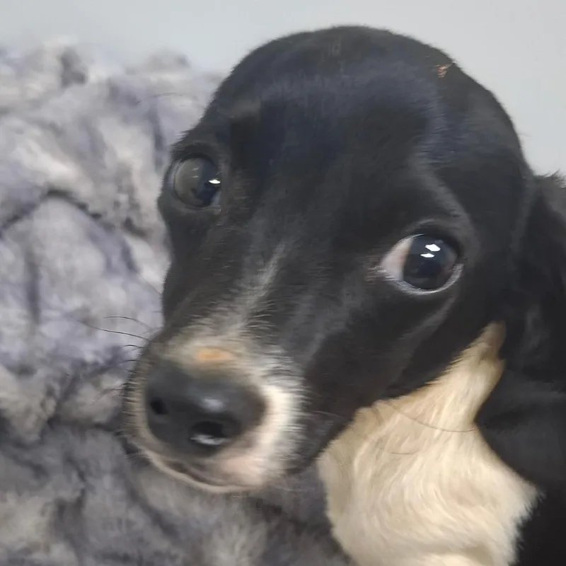 Maggie thumbnail 2