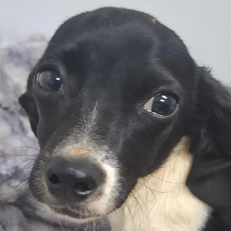 Maggie thumbnail 3