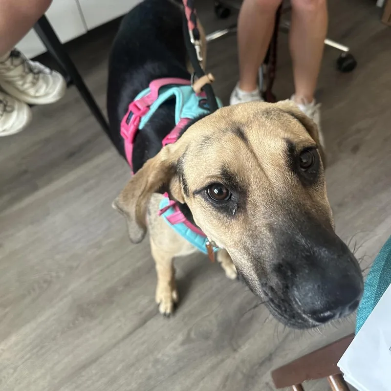A young medium-sized female Black German Shepherd Dog dog named Sugar for adoption in Tampa, FL