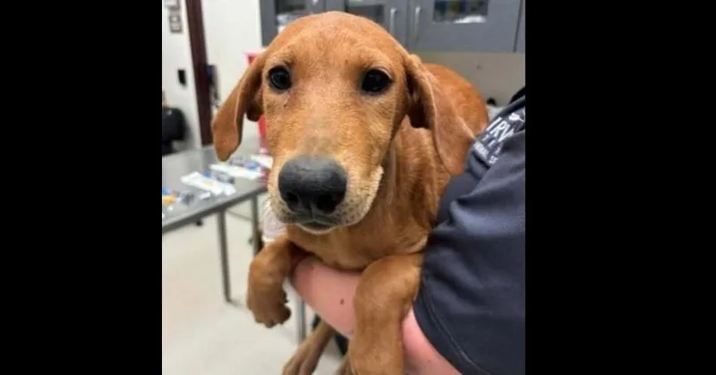 A baby medium-sized female Golden Retriever dog named Wednesday Litter: Enid for adoption in Dallas, TX