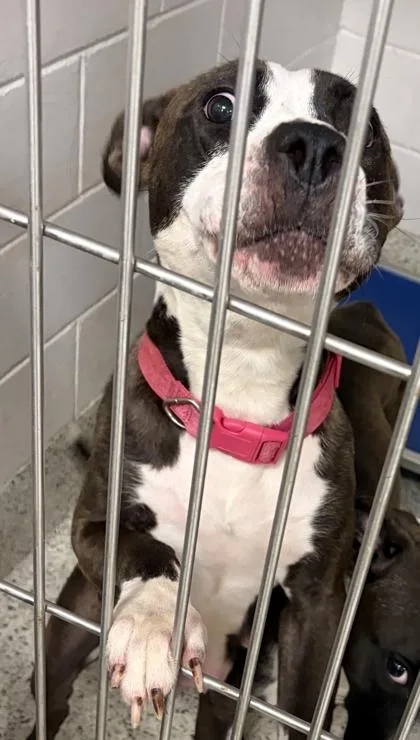 An adult large-sized female Pit Bull Terrier dog named Daphe for adoption in Atlanta, GA