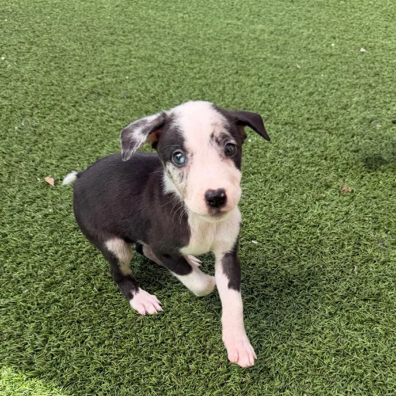 A baby medium-sized male Mixed Breed dog named Patch for adoption in LOXAHATCHEE, FL