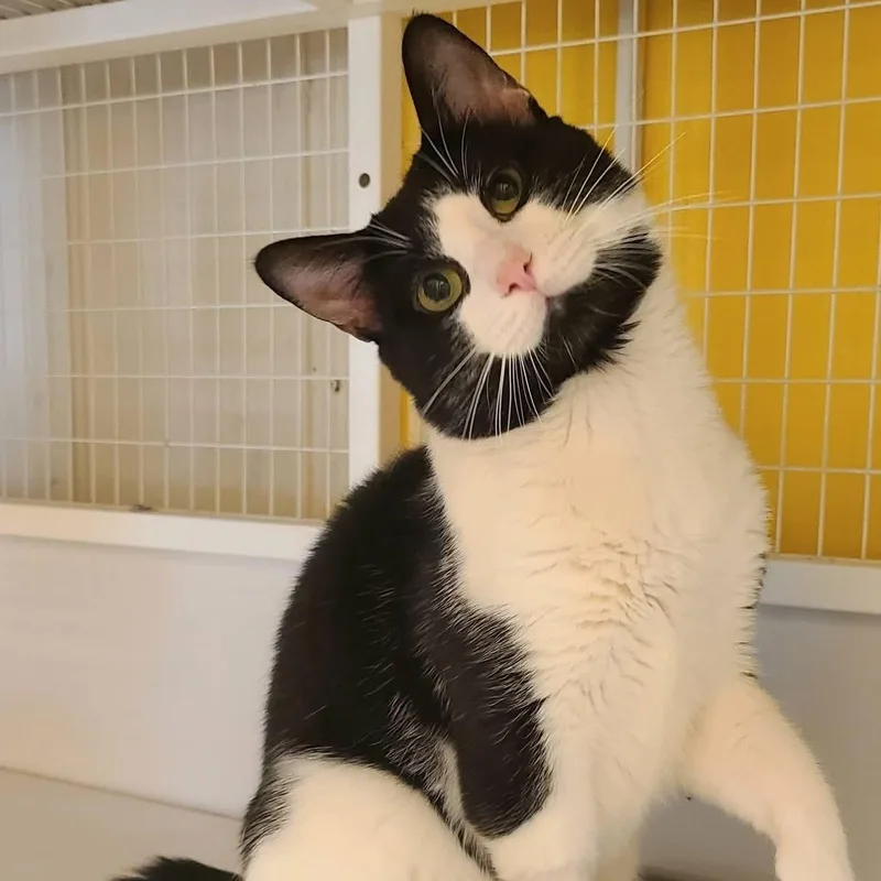 An adult medium-sized male Black Domestic Short Hair cat named Rocky Road for adoption in Albany, NY