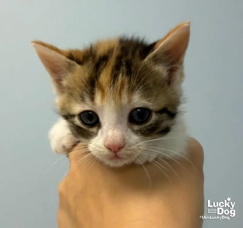 A baby medium-sized female Domestic Short Hair cat named Sara for adoption in Washington, DC