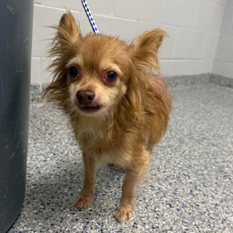 A senior small-sized male Mixed Breed dog named Aslan for adoption in Greenville, SC