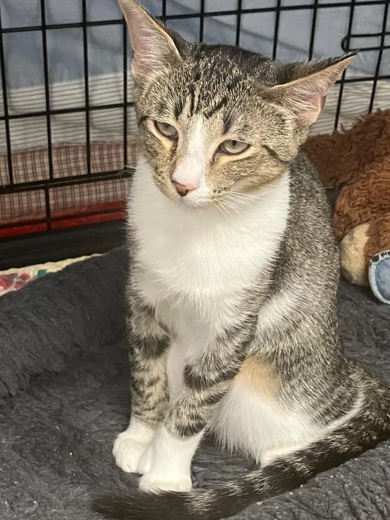 A baby small-sized male Domestic Short Hair cat named Bradford for adoption in Lunenburg, MA