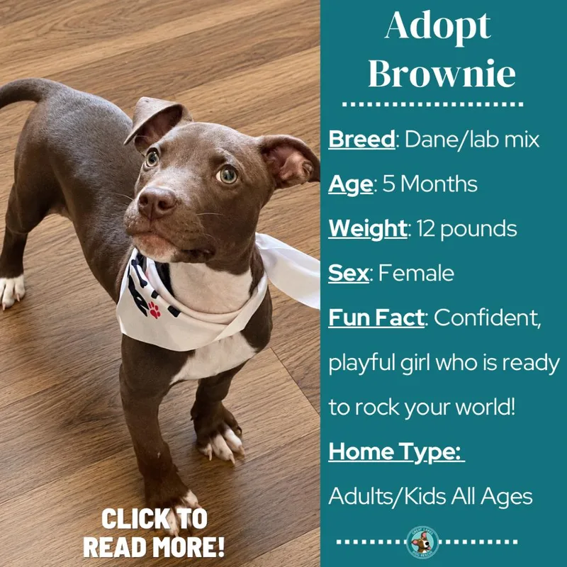 Brownie thumbnail 5