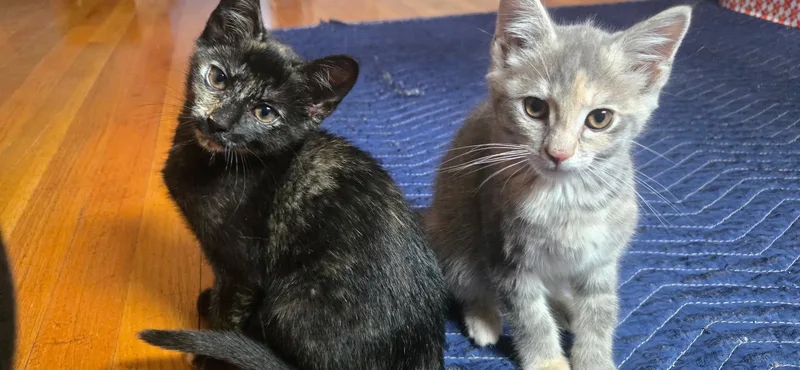 A young medium-sized female Tortoiseshell cat named Arwen Black & Eowyn for adoption in Elgin, SC