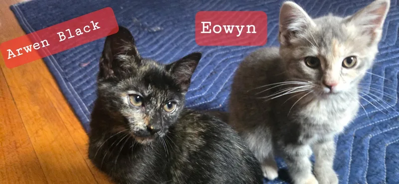 Arwen Black & Eowyn thumbnail 2