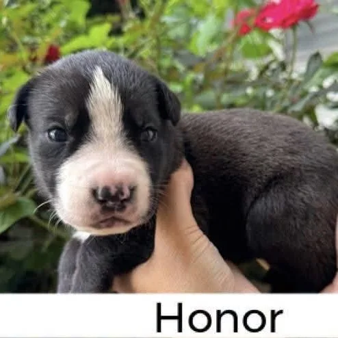 Honor