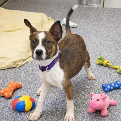 Montgomery thumbnail 2