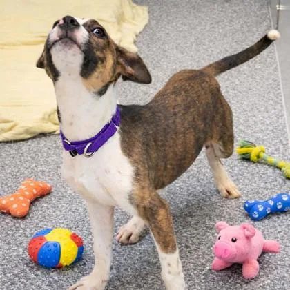 Montgomery thumbnail 3