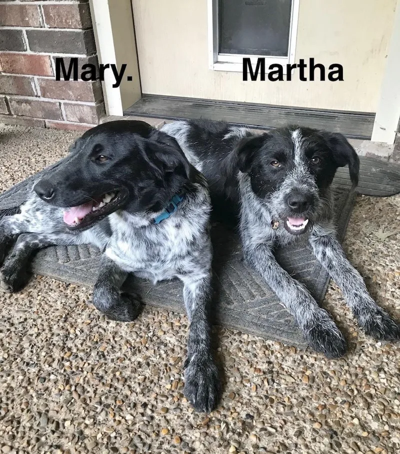 A young medium-sized female Australian Cattle Dog / Blue Heeler dog named Martha for adoption in Manchester, CT