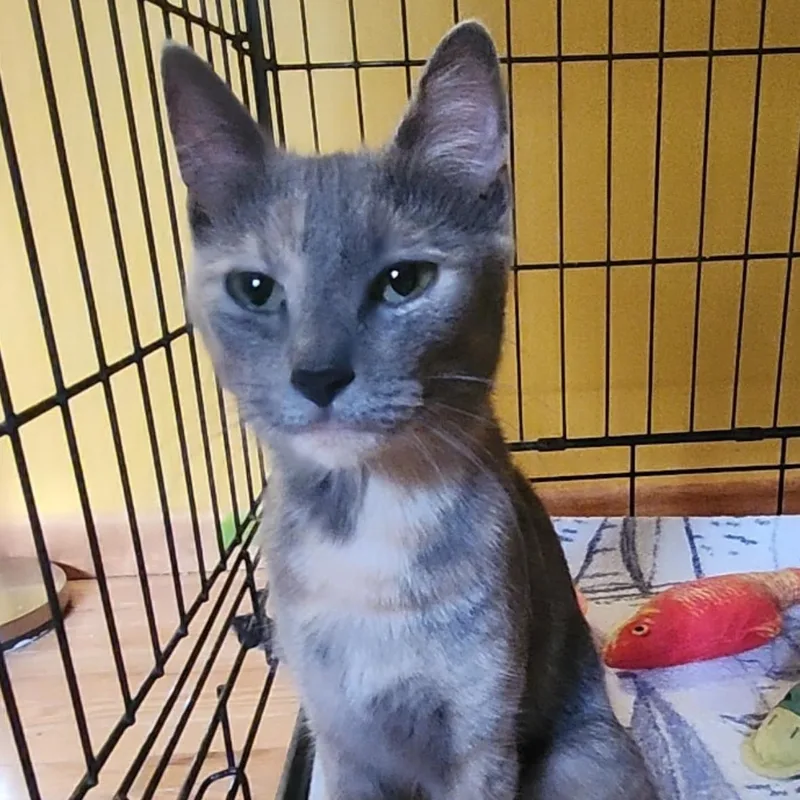 A baby small-sized female Dilute Calico cat named Mira for adoption in Melrose, MA