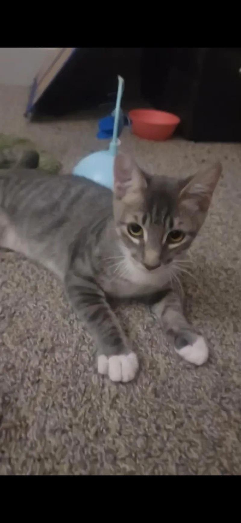 A baby medium-sized male Tabby cat named Naughty Lil Felon for adoption in Las Vegas, NV