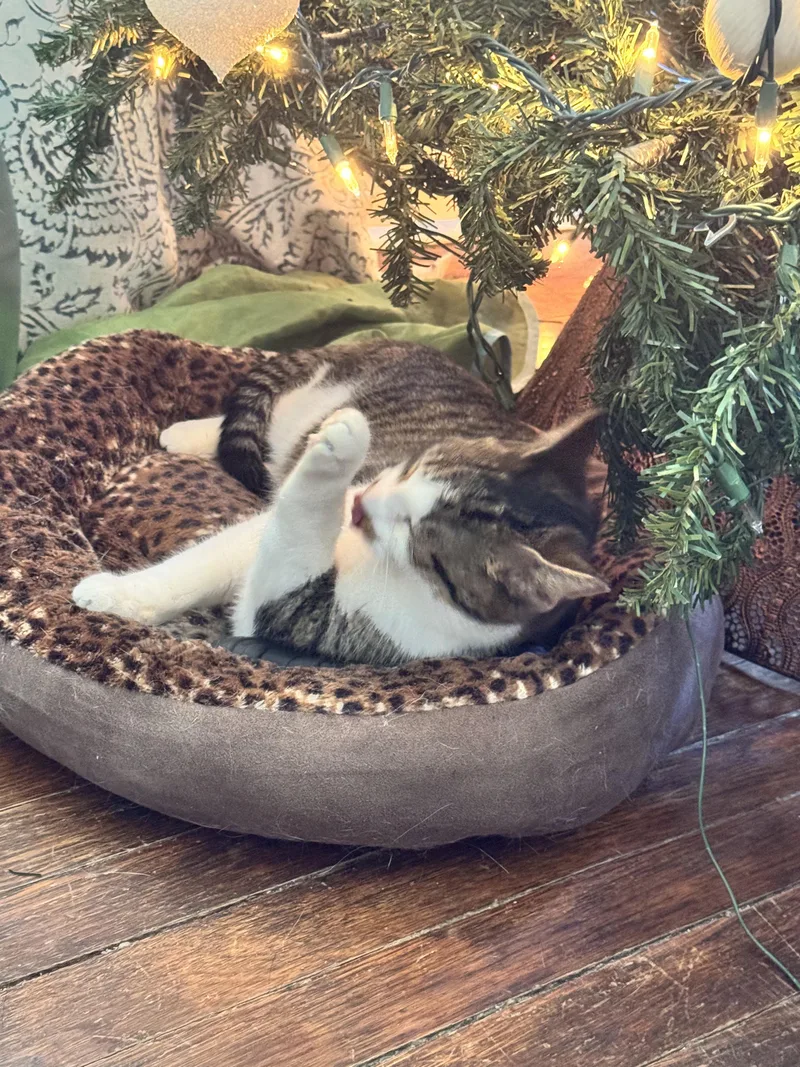 Mr. Burt Reynolds thumbnail 2