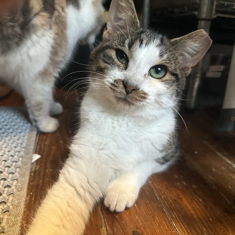 Mr. Burt Reynolds thumbnail 3