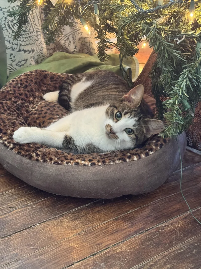 Mr. Burt Reynolds thumbnail 4