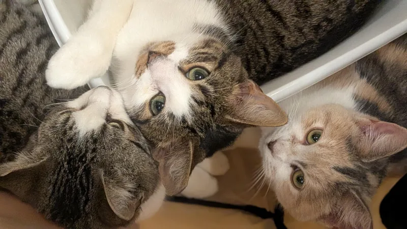 Mr. Burt Reynolds thumbnail 5