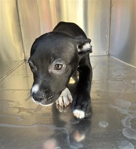 A baby large-sized female Pit Bull Terrier dog named Penelope for adoption in Phoenix, AZ