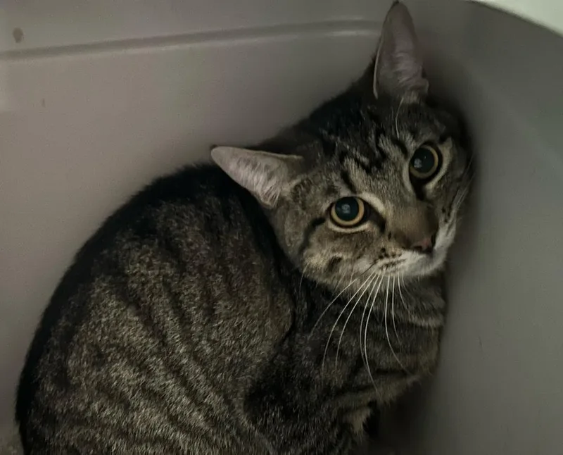 A baby small-sized male Tabby (Brown / Chocolate) Domestic Short Hair cat named Bliss for adoption in Anoka, MN