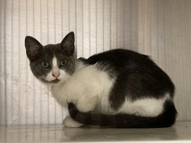 A baby small-sized female Domestic Short Hair cat named Flora for adoption in Tustin, CA