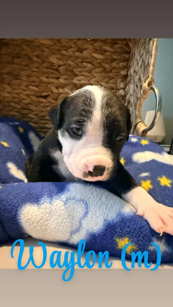 A baby small-sized male Tricolor (Brown, Black, & White) American Bulldog dog named Waylon  Hope for adoption in Lakeland, FL
