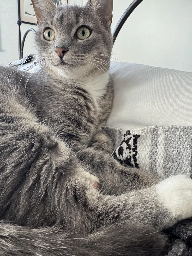 Shangri La thumbnail 2